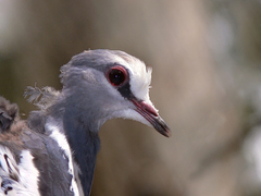 Wonga Pigeon